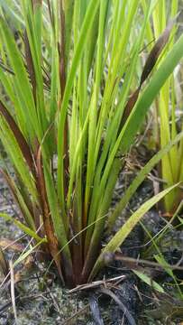 Image of Florida Yellow-Eyed-Grass