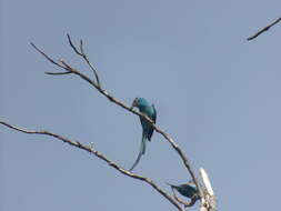 Image of Abyssinian Roller