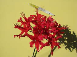 Image of Nerine sarniensis (L.) Herb.