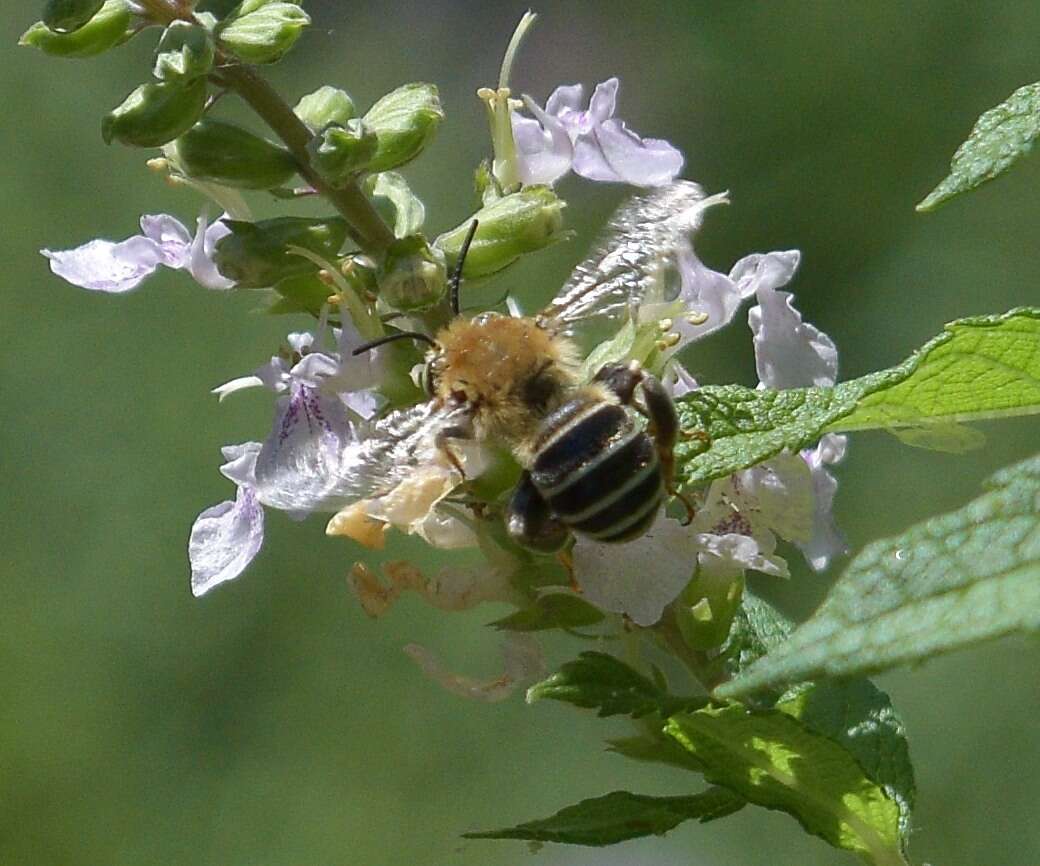 Image of California Anthophora