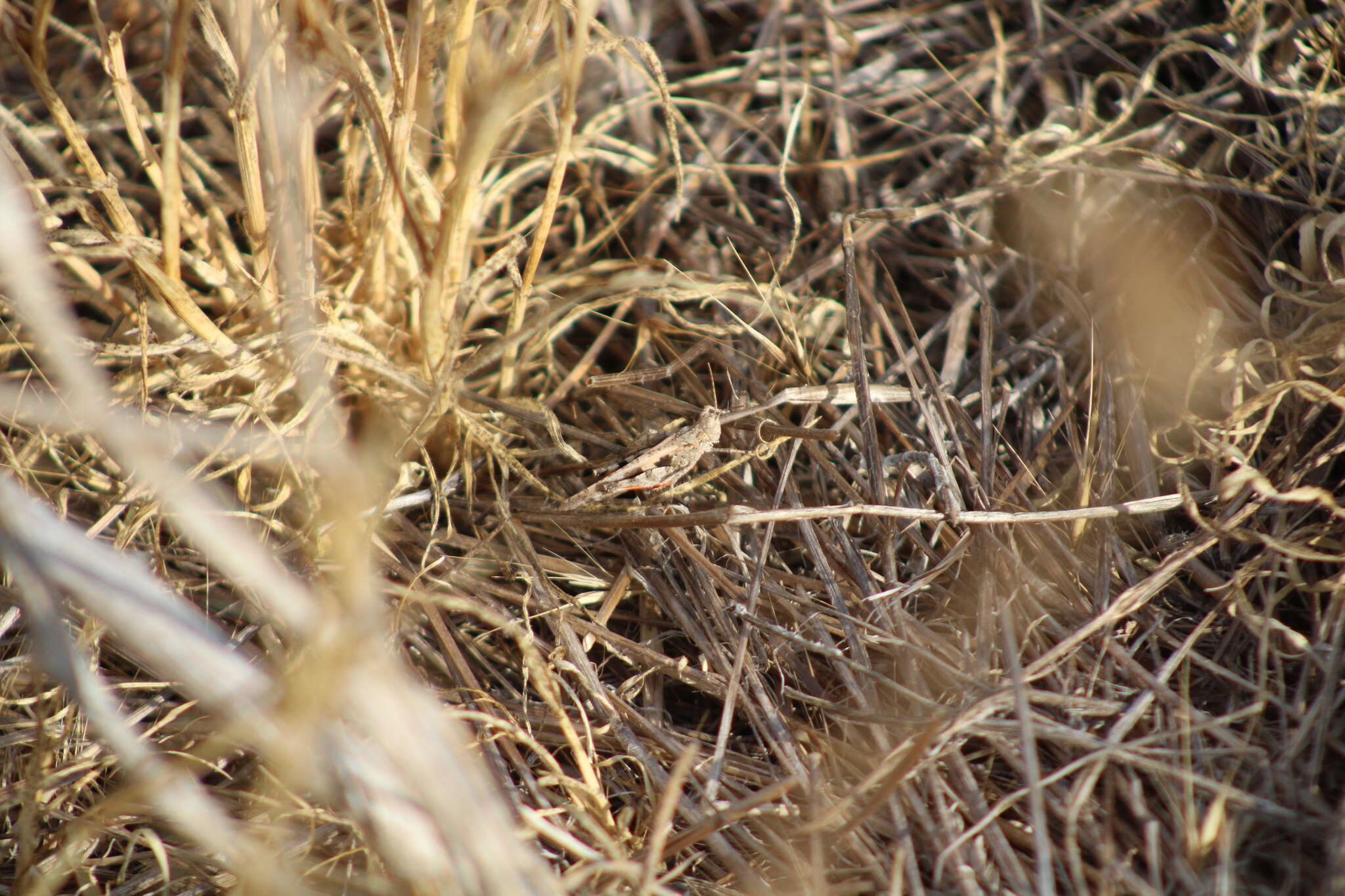 Image of Groove-headed Grasshopper