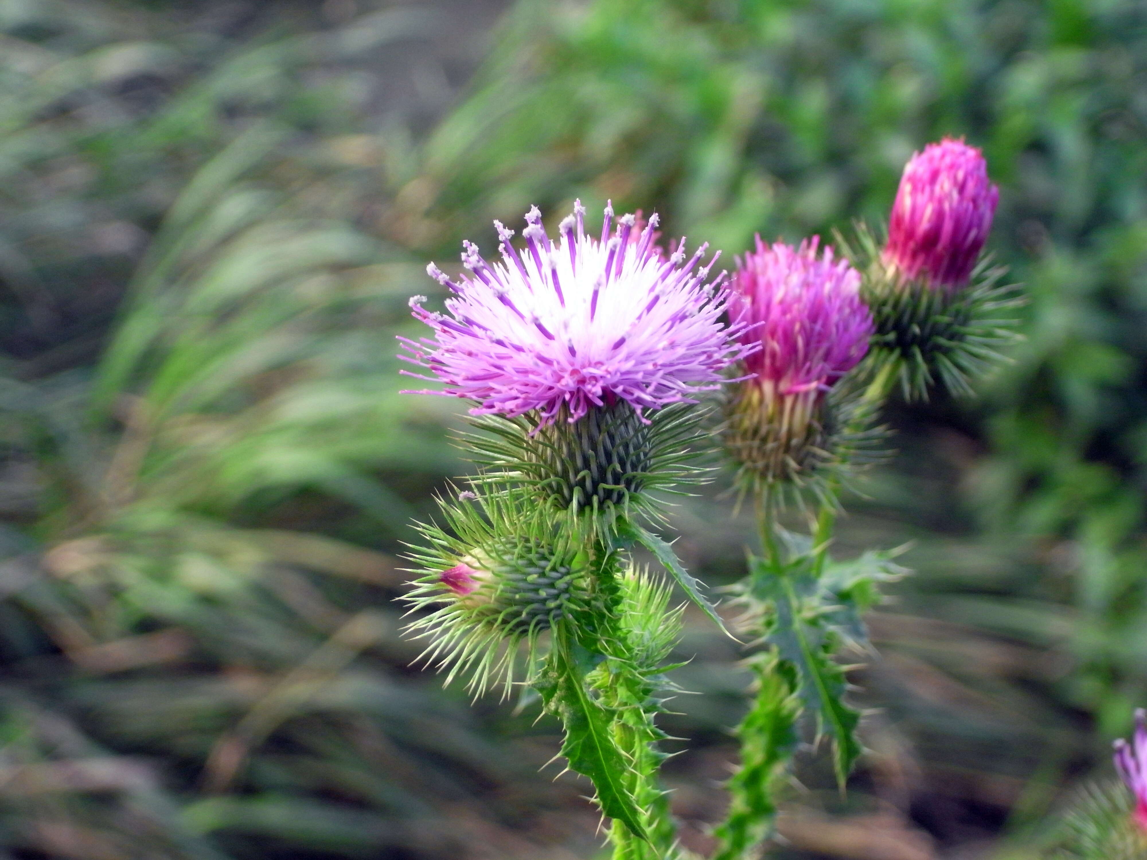 Слика од Carduus crispus L.