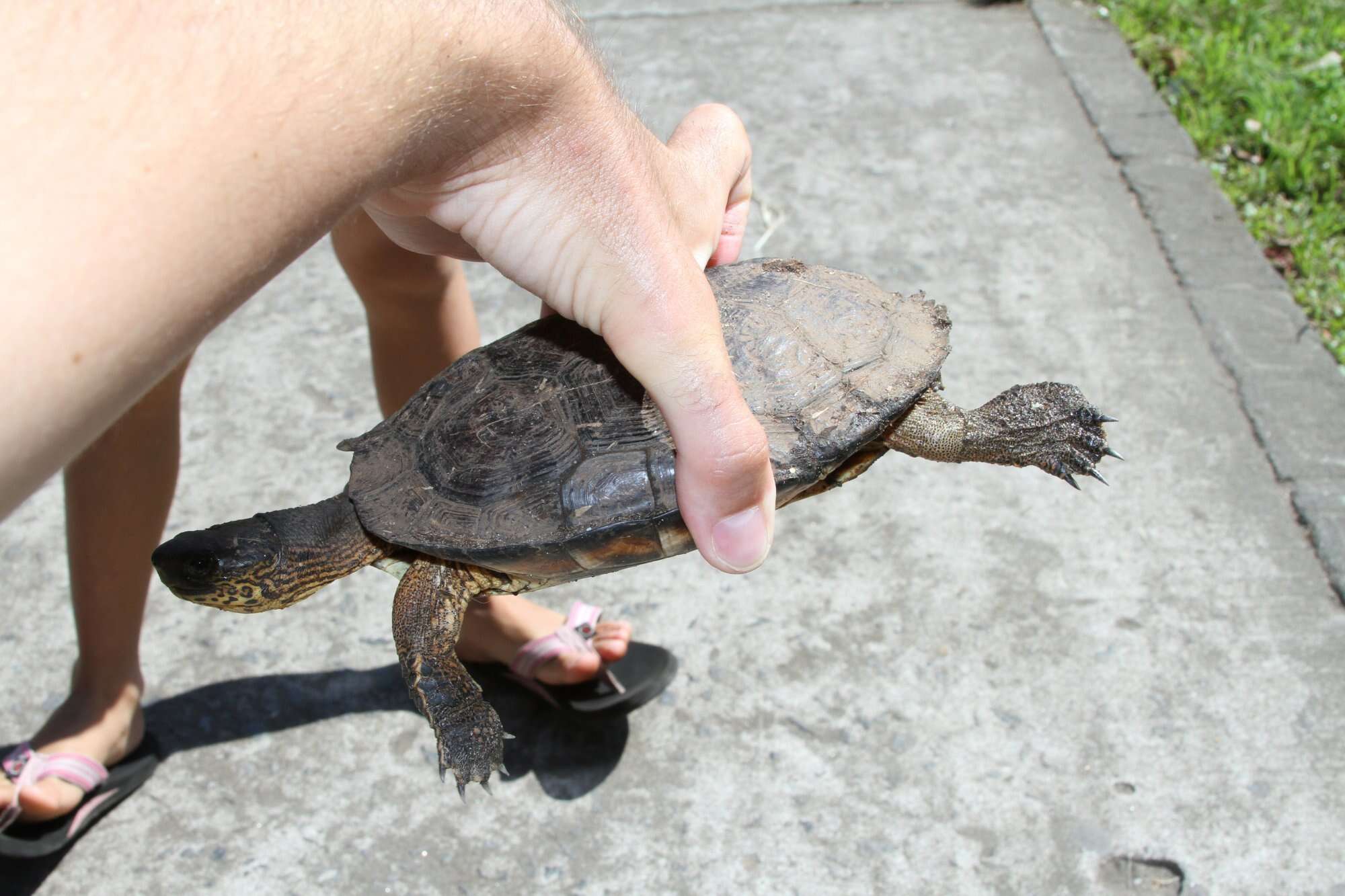 Image of Black River Turtle