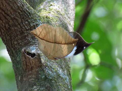 Image of Sahyadri blue oakleaf