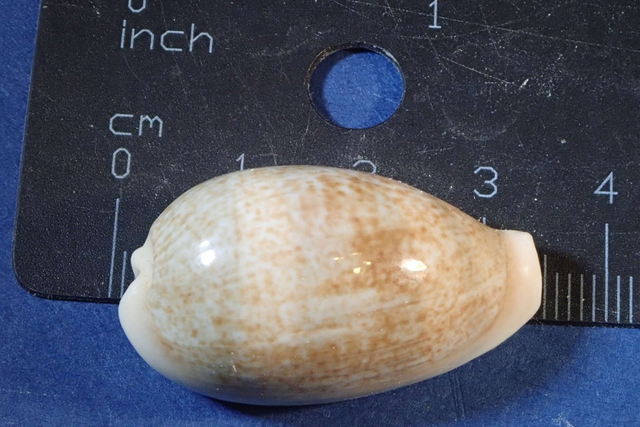 Image of mistaken cowrie