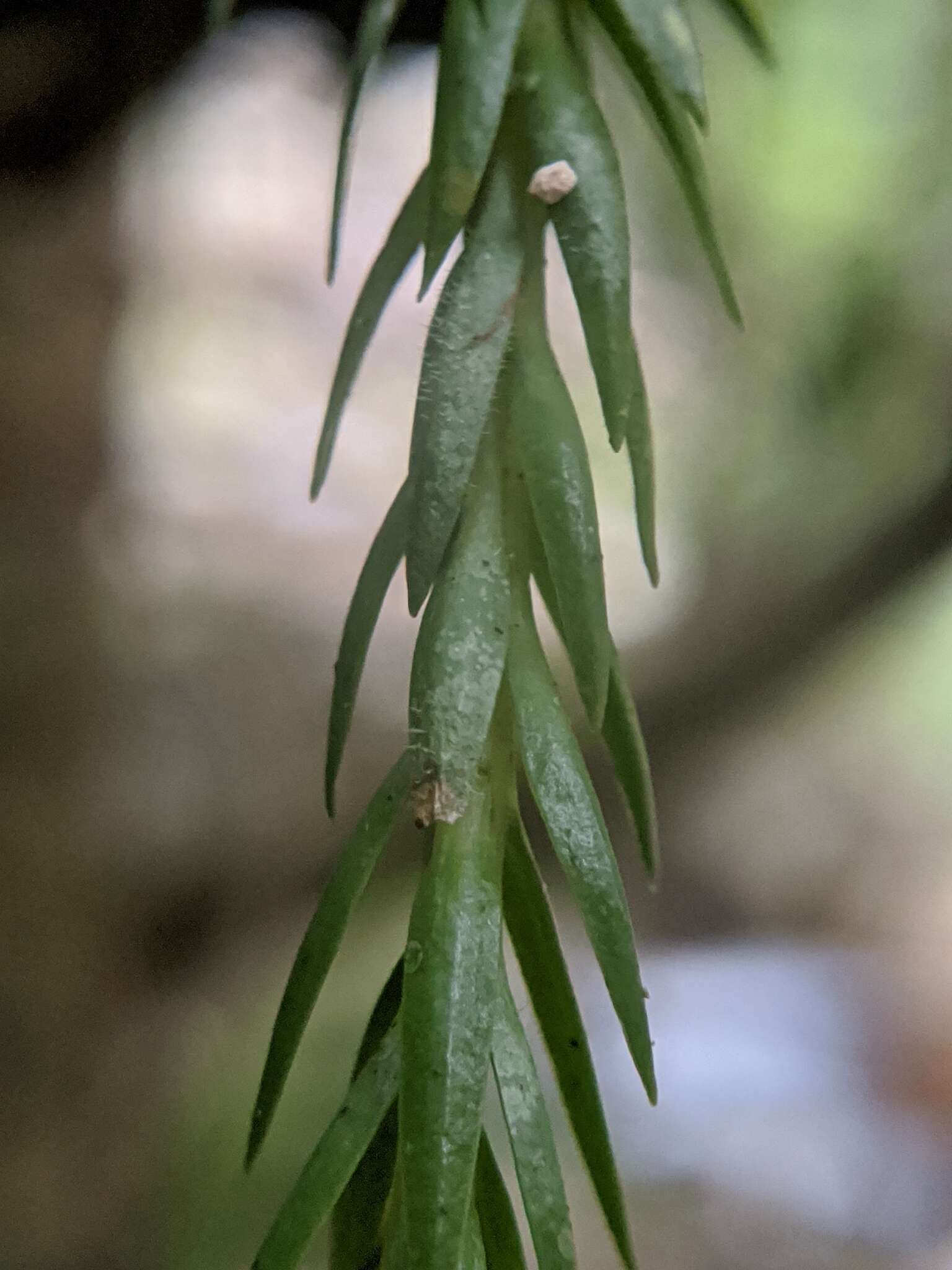 Plancia ëd Phlegmariurus carinatus (Poir.) Ching