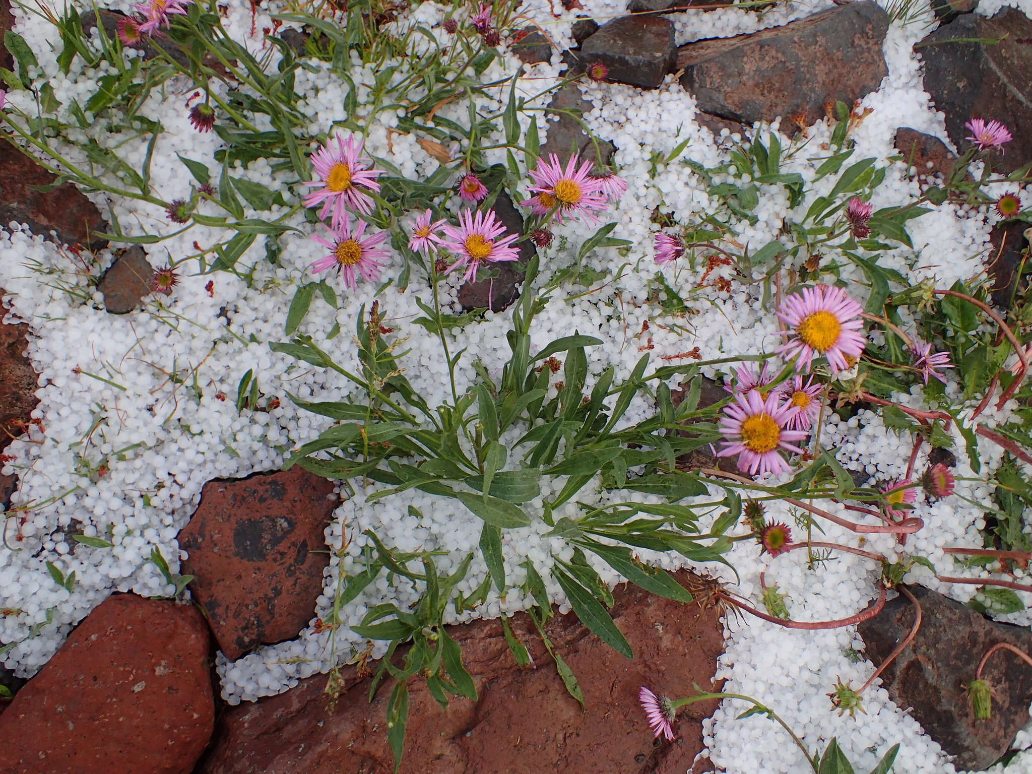 Image de Erigeron caucasicus Stev.