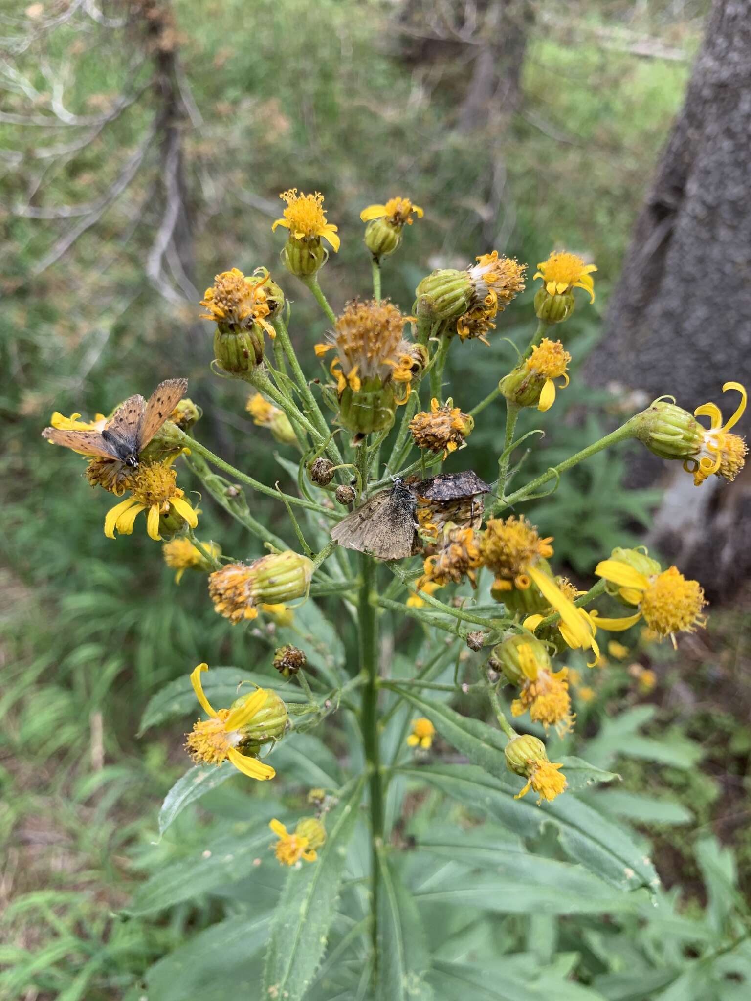 Plancia ëd Senecio serra var. admirabilis (Greene) A. Nels.