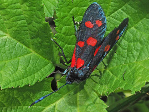 Imagem de Zygaena ephialtes Linnaeus 1767