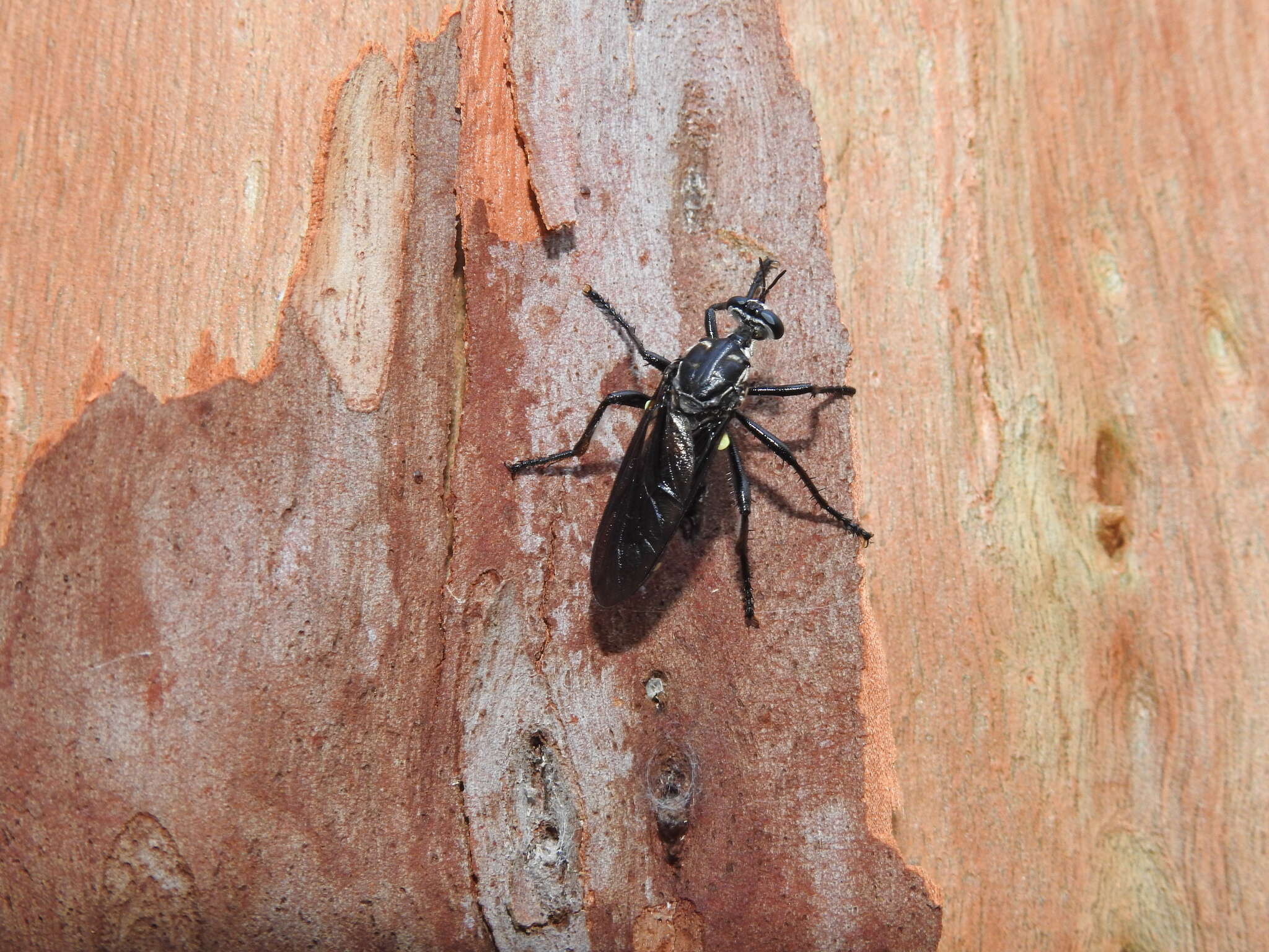 Image of Chryseutria nigrina Hardy 1928