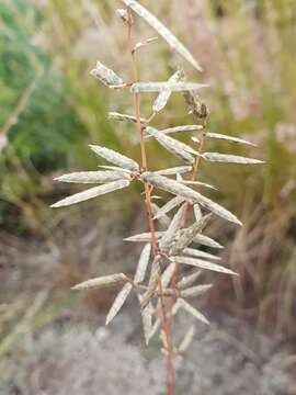 Image of Eragrostis nindensis Ficalho & Hiern