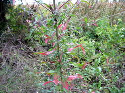 Imagem de Oenothera gaura W. L. Wagner & Hoch