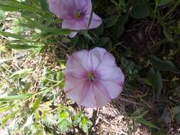 Image de Convolvulus durandoi Pomel