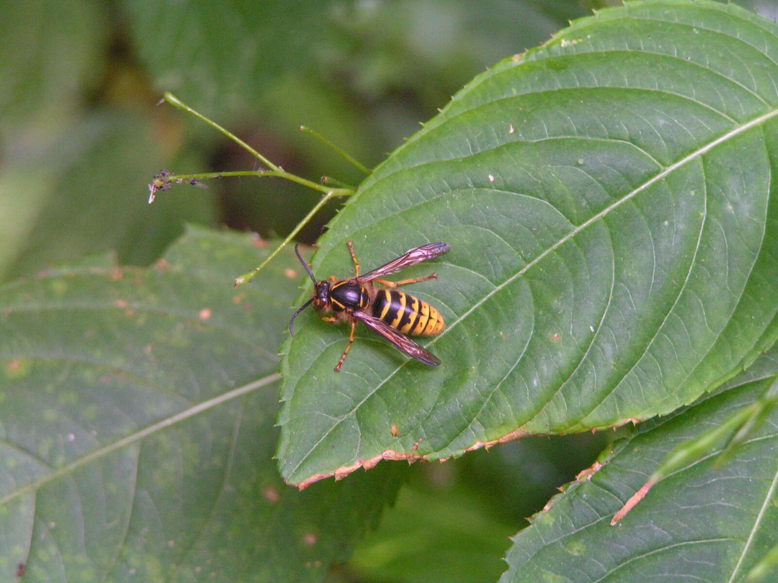 Image of Common wasp