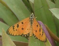 Image of Acraea terpsicore