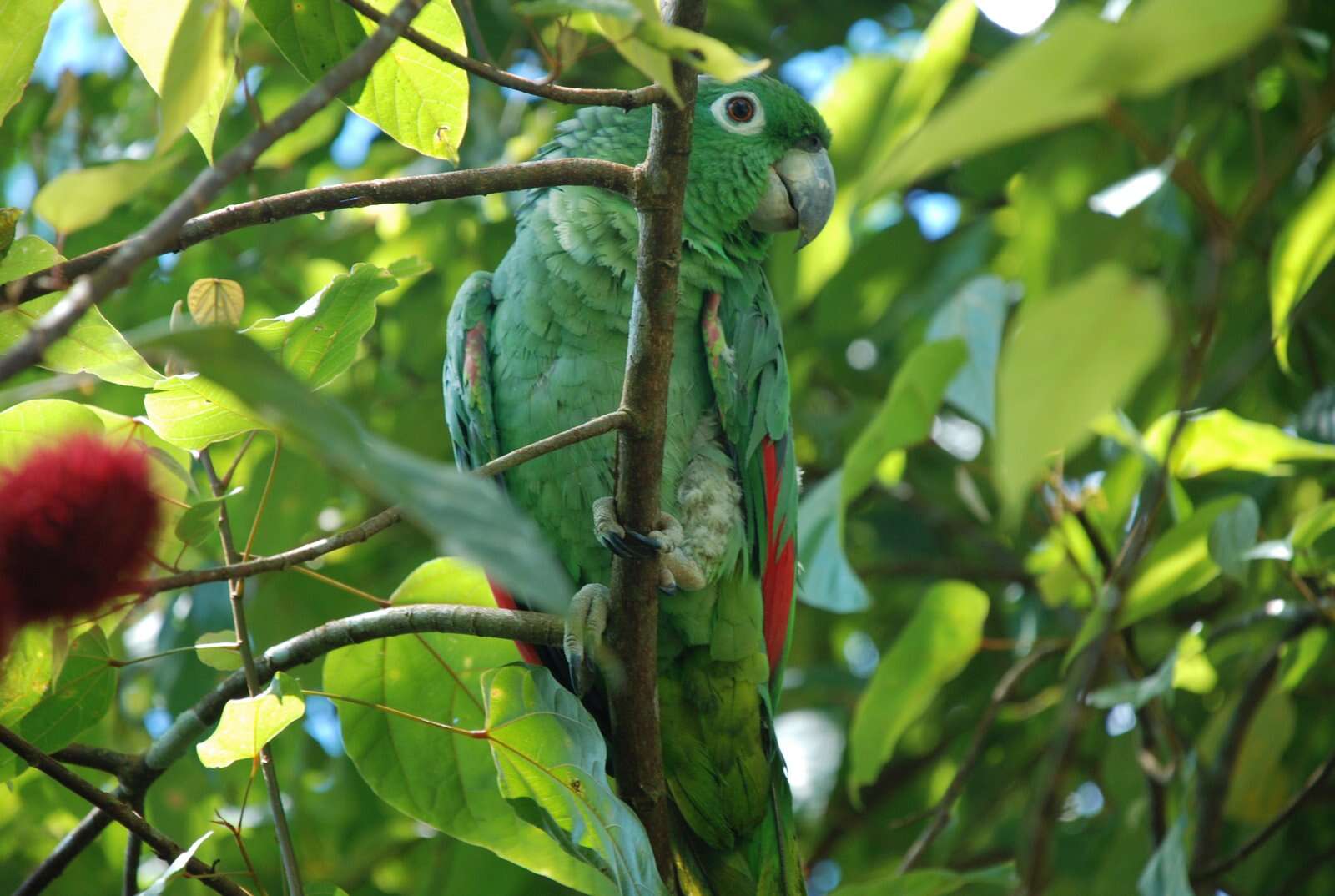 Image de Amazone poudrée