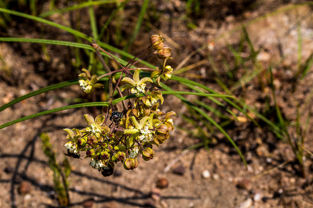 Image of Asclepias praemorsa Schltr.