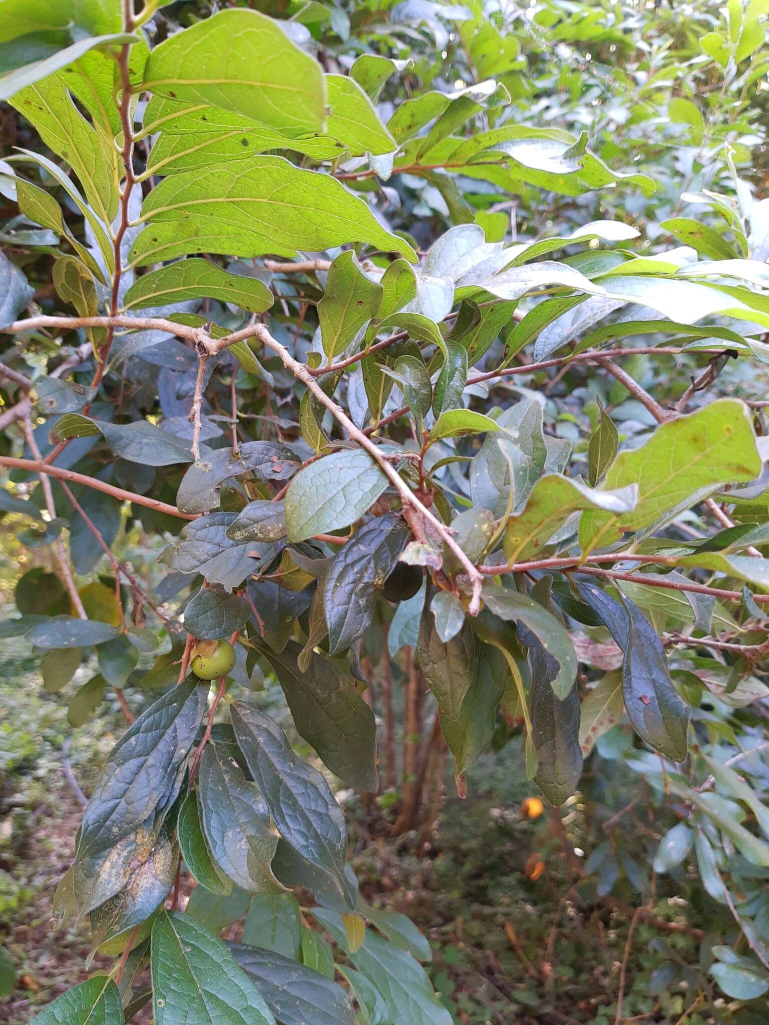 Image of Diospyros acapulcensis Kunth