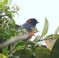 صورة Anisognathus igniventris (d'Orbigny & Lafresnaye 1837)