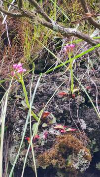 Image of Disa glandulosa Burch. ex Lindl.