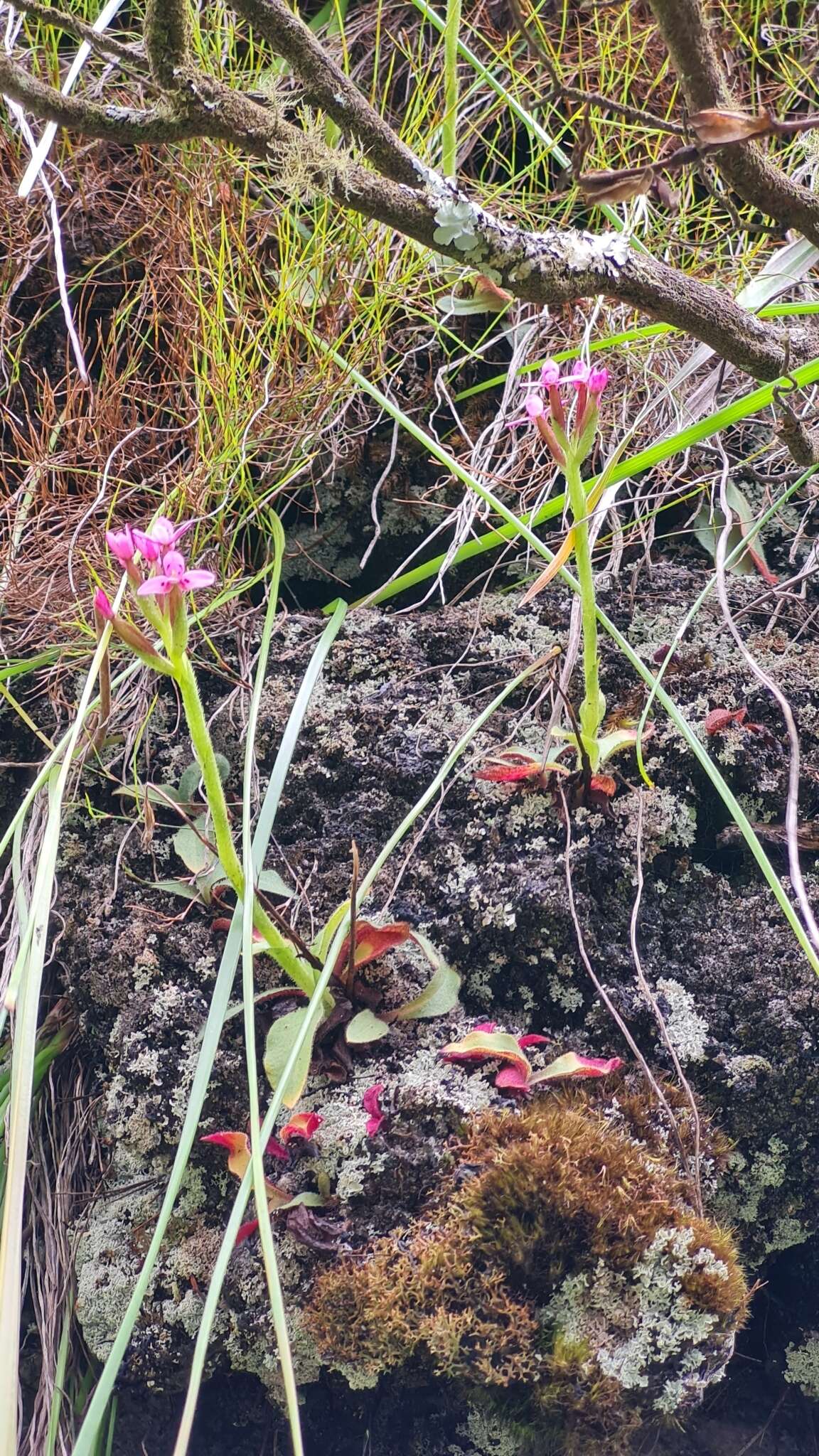 Disa glandulosa Burch. ex Lindl. resmi