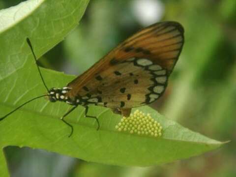 Image of Acraea terpsicore