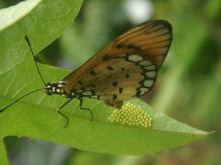 Image of Acraea terpsicore