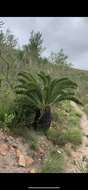 Image of Suurberg Cycad