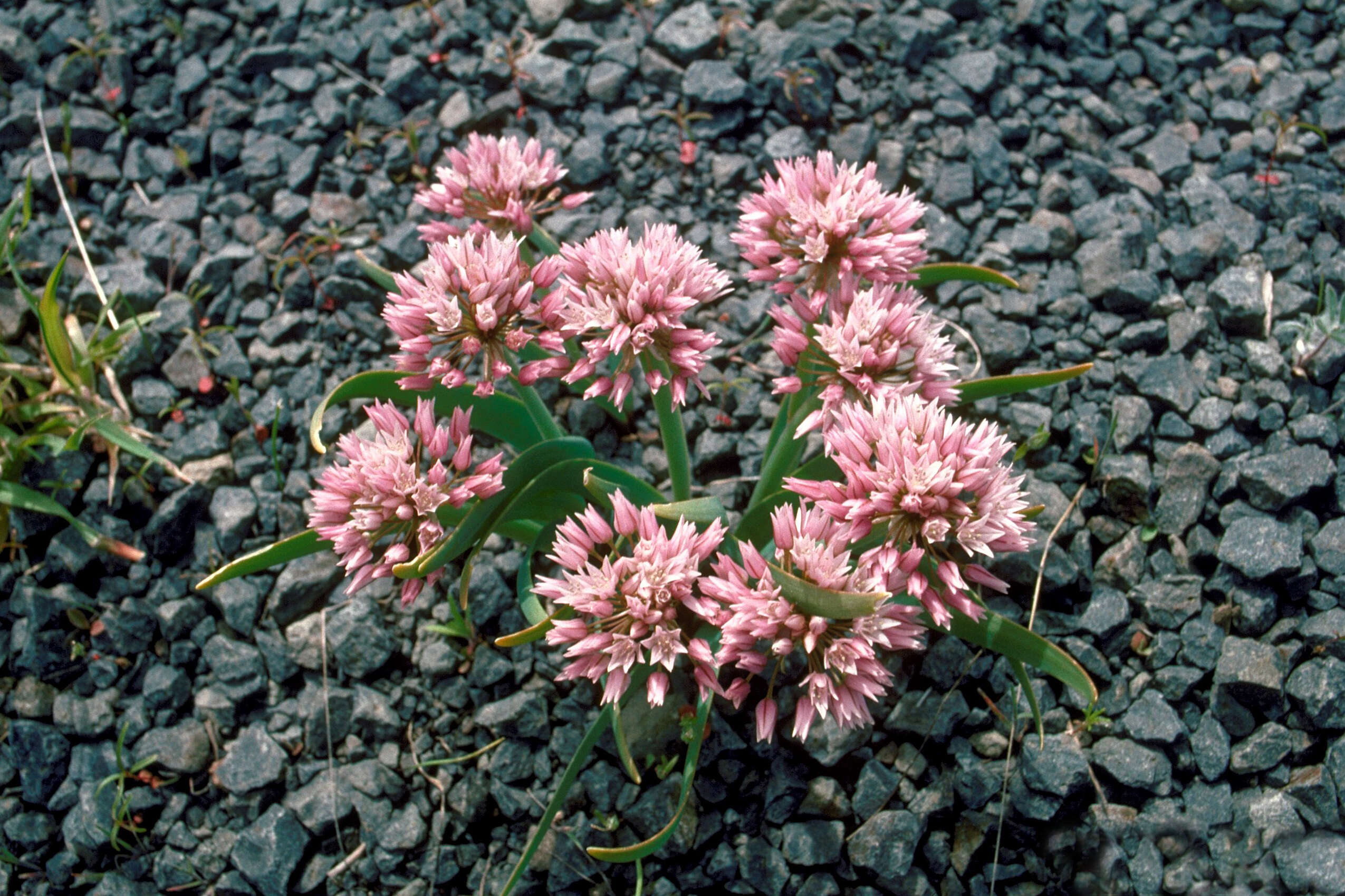 Image of rock onion