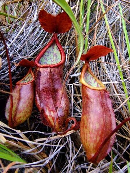 Image of Nepenthes kerrii M. Catal. & Kruetr.