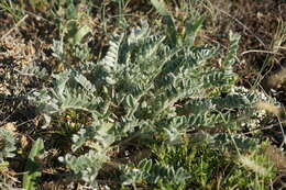 Image of Astragalus rupifragus Pall.