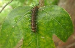 Image of Acraea terpsicore