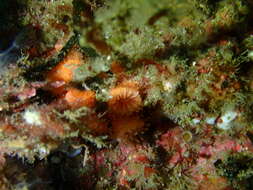 Image of encrusting star coral