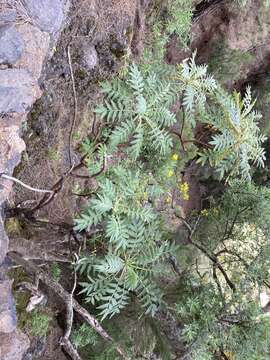 Image of Bencomia caudata (Ait.) Webb & Berth.