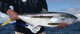 Image of California Yellowtail