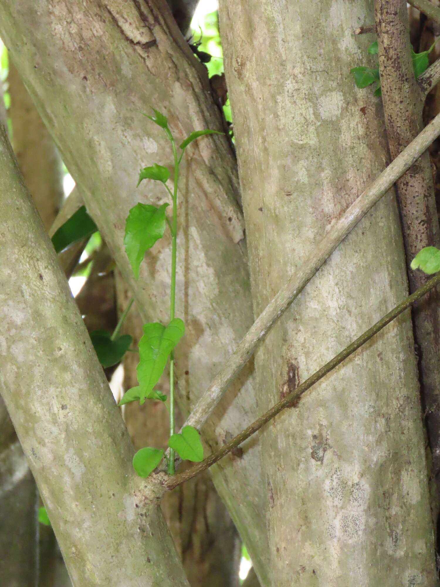 Cordia caffra Sond. resmi