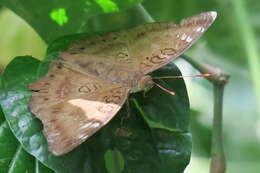 Image of Euthalia aconthea gurda Fruhstorfer 1906