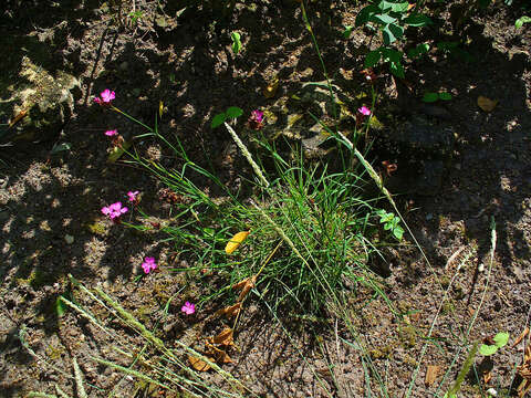 Image of carthusian pink