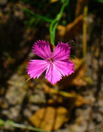 Image of carthusian pink