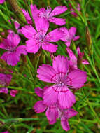 Слика од Dianthus deltoides L.