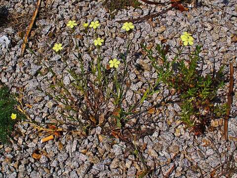 Image of Dianthus balbisii subsp. knappii (Pant.) Peruzzi & Uzunov