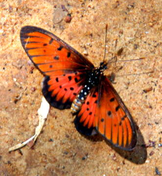 Acraea periphanes Oberthür 1893 resmi