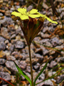 Image of Dianthus balbisii subsp. knappii (Pant.) Peruzzi & Uzunov