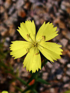 Image de Dianthus balbisii subsp. knappii (Pant.) Peruzzi & Uzunov