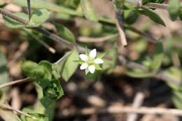 Image de sabline à feuilles de serpolet