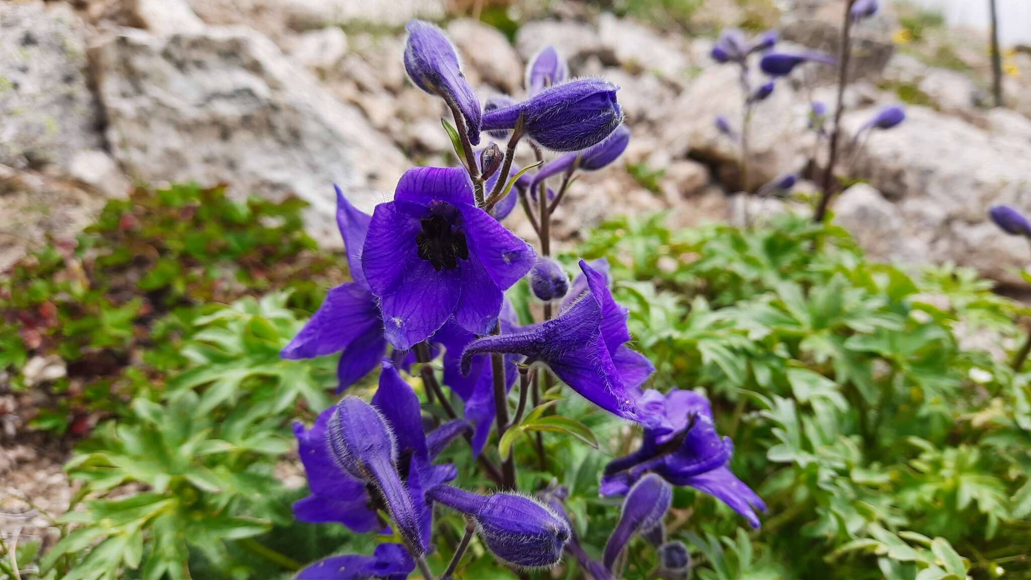 Delphinium caucasicum C. A. Mey.的圖片