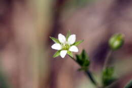 Image of Thyme-leaved Sandwort