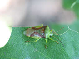 Image of Elasmostethus interstinctus (Linnaeus 1758)