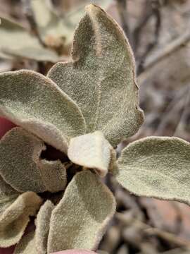 Image of scented croton