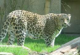 Image of Persian leopard